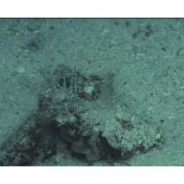 Inimicus didactylus (Pallas, 1769)