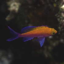 Pseudanthias bicolor (Randall, 1979)