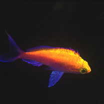 Pseudanthias bicolor (Randall, 1979)