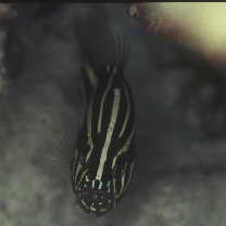 Grammistes sexlineatus (Thunberg, 1792)