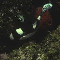 Plectorhinchus picus (Cuvier, 1828)