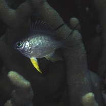 Amblyglyphidodon leucogaster (Bleeker, 1847)