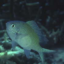 Chromis atripectoralis Welander et Schultz, 1951