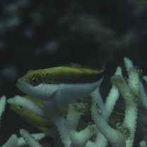 Paracirrhites forsteri (Schneider, 1801)