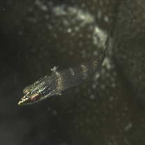 Halichoeres trimaculatus (Quoy et Gaimard, 1834)