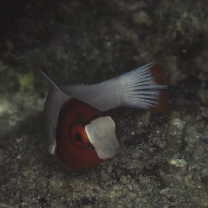 Cetoscarus ocellatus (Valenciennes, 1840)