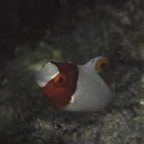 Cetoscarus ocellatus (Valenciennes, 1840)