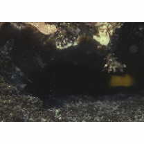 Ecsenius namiyei (Jordan et Evermann, 1902)