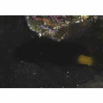 Ecsenius namiyei (Jordan et Evermann, 1902)