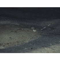 Asterorhombus filifer Hensley et Randall, 2003