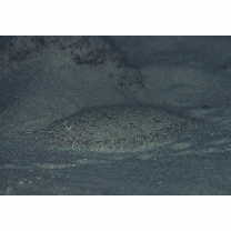 Asterorhombus filifer Hensley et Randall, 2003