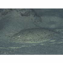 Asterorhombus filifer Hensley et Randall, 2003