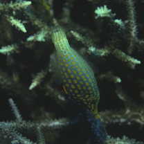 Oxymonacanthus longirostris (Bloch et Schneider, 1801)