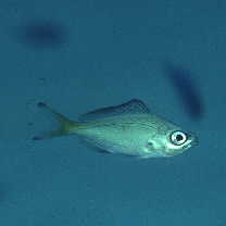 Caesio lunaris Cuvier, 1830