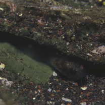 Physiculus maximowiczi (Herzenstein, 1896)