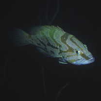 Epinephelus morrhua (Valenciennes, 1833)