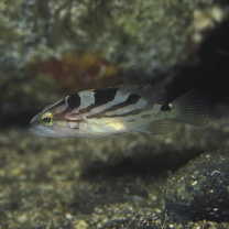 Epinephelus morrhua (Valenciennes, 1833)