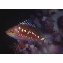 Sacura margaritacea (Hilgendorf, 1879)