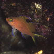 Sacura margaritacea (Hilgendorf, 1879)