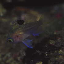 Sacura margaritacea (Hilgendorf, 1879)