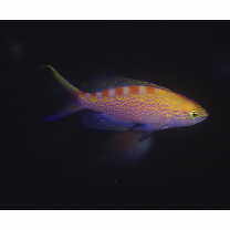 Pseudanthias flavoguttatus (Katayama et Masuda, 1980)