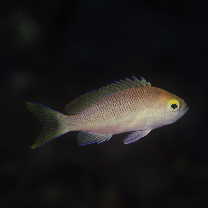Pseudanthias sp. 1