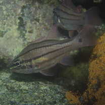 Ostorhinchus doederleini (Jordan et Snyder, 1901)