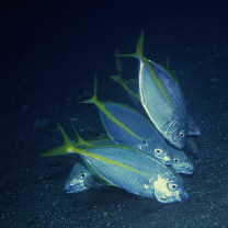 Pseudocaranx dentex (Bloch et Schneider, 1801)