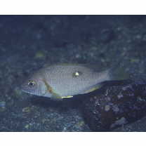 Lutjanus stellatus Akazaki, 1983