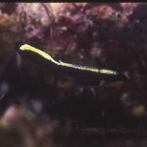 Diagramma pictum (Thunberg, 1792)