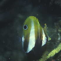 Coradion altivelis McCulloch, 1916