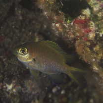 Chromis katoi Iwatsubo et Motomura, 2018