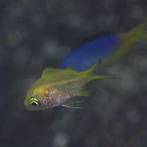 Chromis katoi Iwatsubo et Motomura, 2018