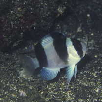 Chrysiptera tricincta (Allen et Randall, 1974)