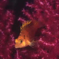 Cirrhitichthys aureus (Temminck et Schlegel, 1843)