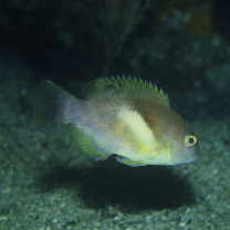 Choerodon azurio (Jordan et Snyder, 1901)