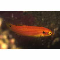 Bodianus bimaculatus Allen, 1973