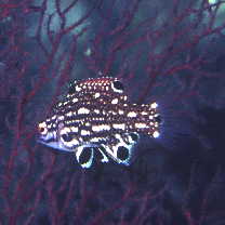 Bodianus dictynna Gomon, 2006