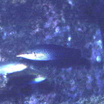 Gomphosus varius Lacepede, 1801