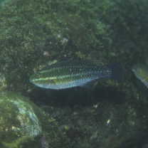 Scarus rubroviolaceus Bleeker, 1847