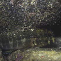 Istiblennius enosimae (Jordan et Snyder, 1902)