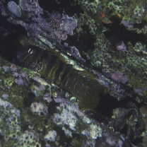 Omobranchus elegans (Steindachner, 1876)