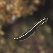 Plagiotremus rhinorhijnchos (Bleeker, 1852)