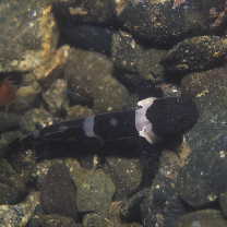 Astrabe flavimaculata Akihito et Meguro, 1988