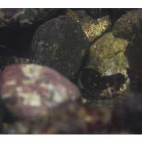 Astrabe flavimaculata Akihito et Meguro, 1988