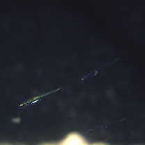 Ptereleotris evides (Jordan et Hubbs, 1925)