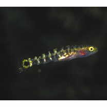 Chaenogobius gulosus (Sauvage, 1882)