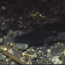 Asterropteryx semipunctata Ruppell, 1830