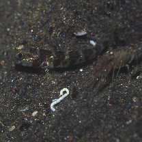 Cryptocentrus shigensis Kuroda, 1956