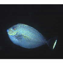 Naso vlamingii (Valenciennes, 1835)